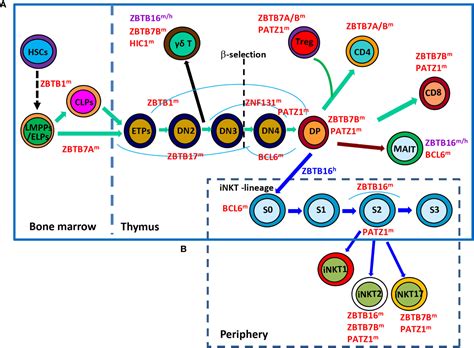 Frontiers Zbtb Transcription Factors Key Regulators Of The