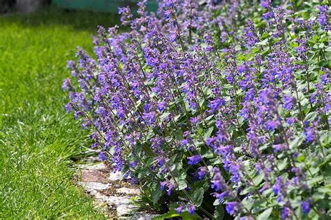 How To Plant And Grow Catmint Nepeta Gardeners Path