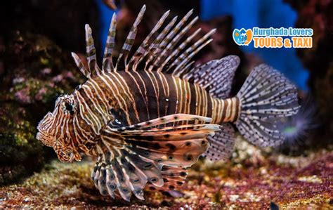 Red Lionfish Pterois Volitans Fish Red Sea Fishes