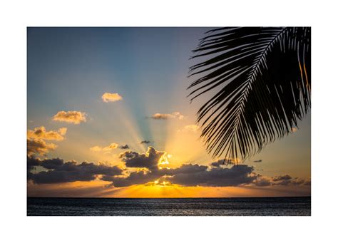 bahamas palm leaf oceanbluesky production