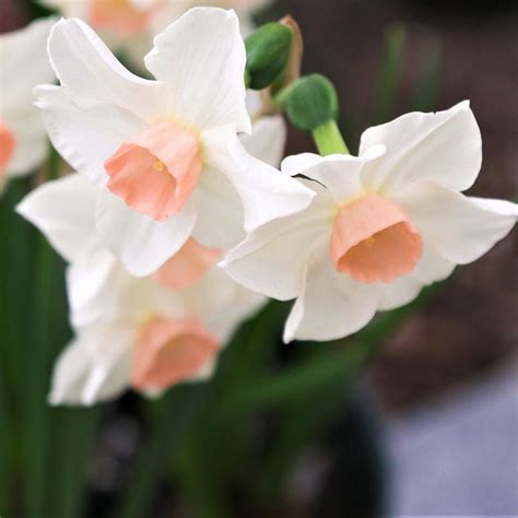 Narcissus Bell Song – Easy To Grow Bulbs