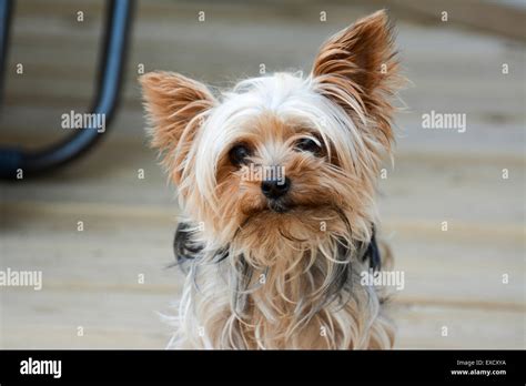 A Yorkshire Terrier Sitting On A Patio Stock Photo Alamy