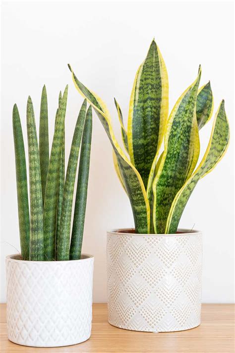 What Are The Different Types Of Snake Plants Gardeners Path