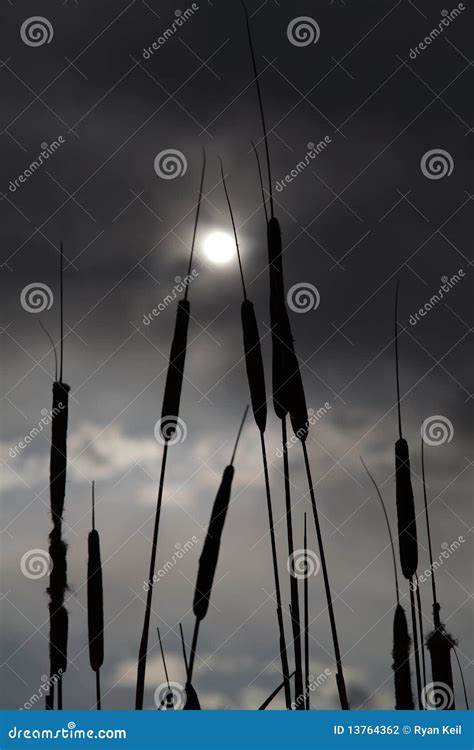 Cattails Silhouette Stock Photography - Image: 13764362