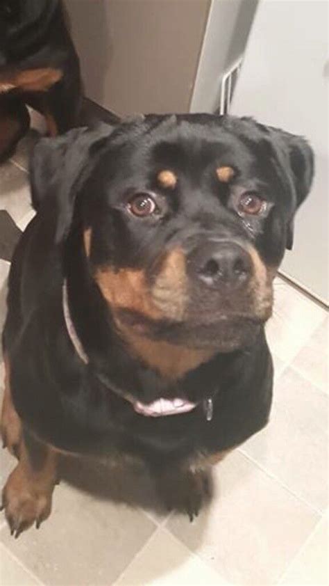 2 Year Old Female Rottweiler In Lydney Gloucestershire Gumtree