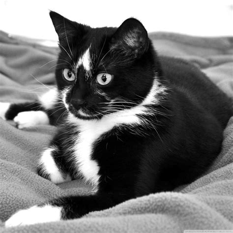 Cute Black Cat Blue Eyes Hd Black And White Cat Wallpaper Cute Cat Black And White 1631174