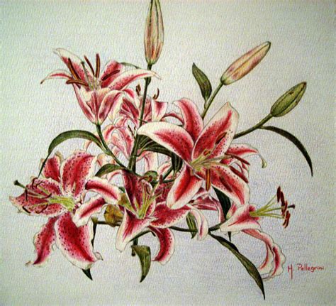 Stargazer Bouquet by polobio on DeviantArt