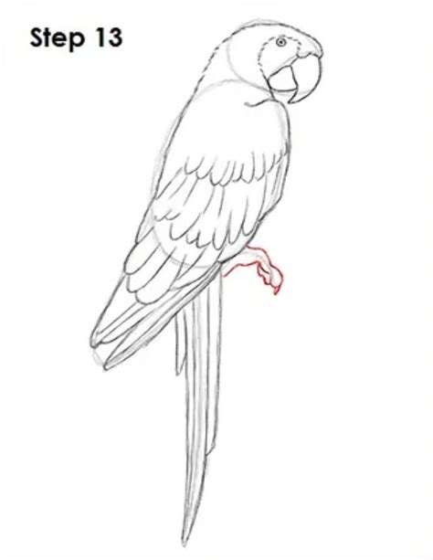 How To Draw A Scarlet Macaw Macaw Art Animal Line Drawings Bird