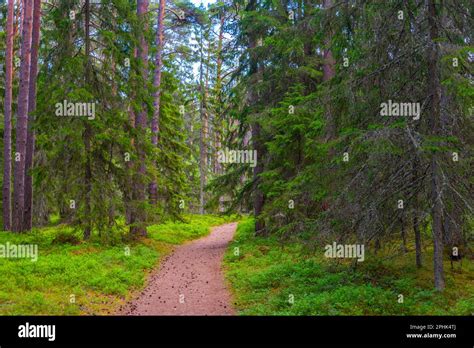 estonian nature trail  res stock photography  images alamy