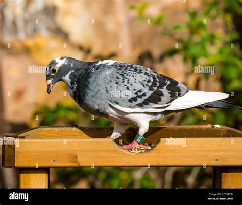 Types Of Homing Pigeons