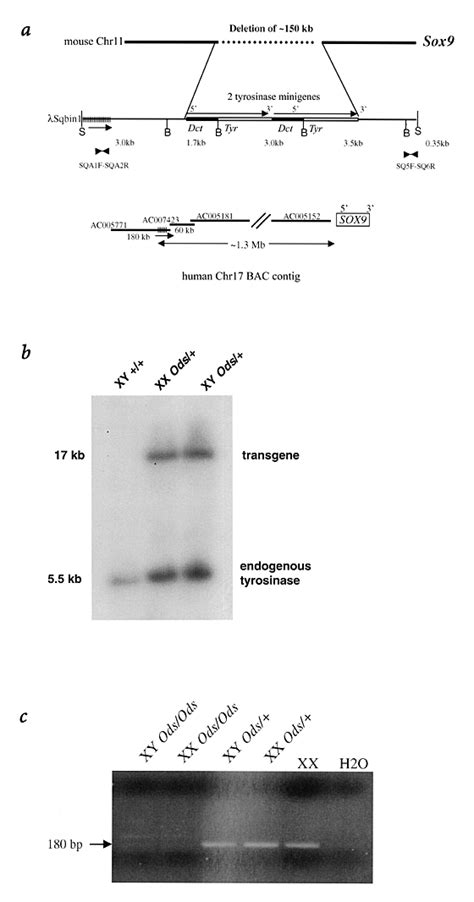 A Transgenic Insertion Upstream Of Sox Is Associated With Dominant XX Sex Reversal In The Mouse