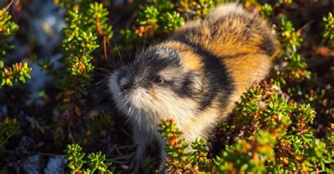 Lemming Vs Hamster What Are The Differences Az Animals