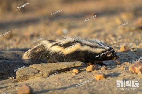 Africa Namibia Private Reserve Striped Polecat Or African Polecat