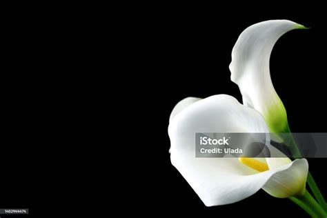 White Delicate Calla Lily Flowers On Black Background Condolence Flower