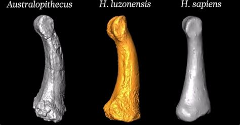 Новый вид людей Homo Luzonensis Чьи они родственники Was