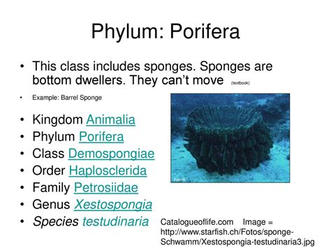 Kingdom Animalia Classification Porifera