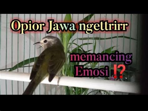 Burung Pier Si Opior Jawa Ngettrirr Menaikan Volume Opior Jawa Bahan