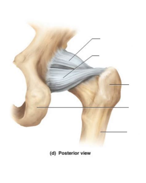 Wk Hip Joint Posterior View Diagram Quizlet