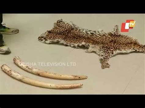 Elephant Tusks Leopard Skin Seized By Odisha Police Stf 3 Smugglers