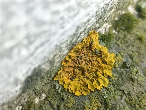 Common Sunburst Lichen From Kamp Lintfort 47475 Kamp Lintfort Germany