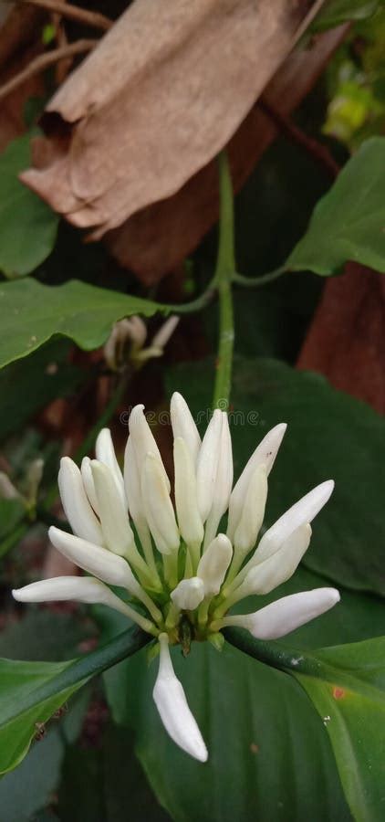 Arabica Coffee Flower, Also Known As Arabic Coffee, Arabic Bush Coffee ...