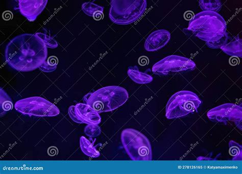 Fluorescent Atlantic Moon Jellyfish Swimming Underwater Aquarium Pool