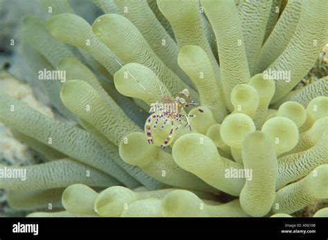 Spotted Cleaner Shrimp Periclimenes Yucatanicus Stock Photo Alamy