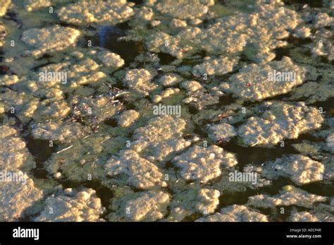 Pond Scum Floats On A Pond Stock Photo Alamy