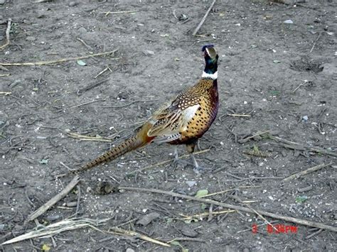 Pheasants For Sale Chinese Ringneck Pheasants South Dakota Game Birds