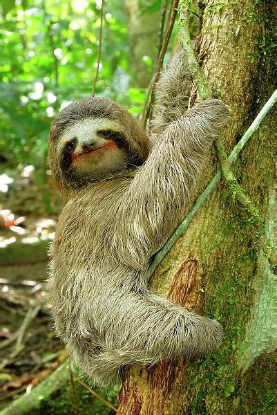 Brown Throated Three Toed Sloth Hanging From Tree Available As Framed