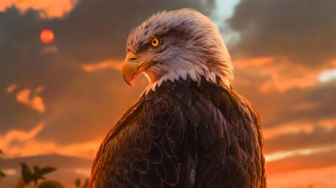 Eagle Wallpaper Hd 1920x1080 - Infoupdate.org