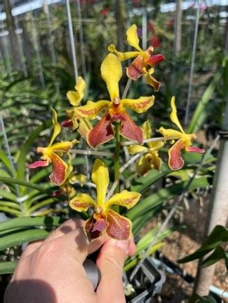 Vanda Tessellata Hybrid Spicesotic Plants