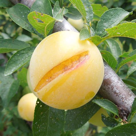 Yellow Plum Trees