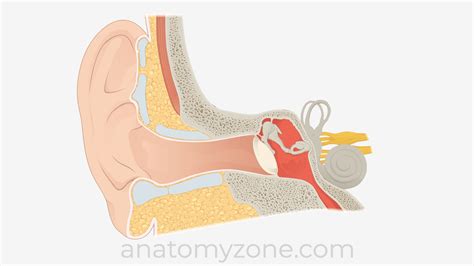 Middle Ear Diagram