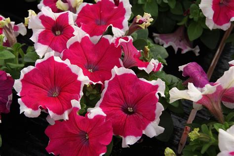 PETUNIA grandiflora LIMBO *GP* ROSE PICOTEE - Muller Seeds