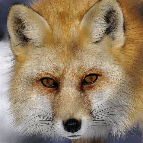 Red Fox Portrait Photograph By Rodney Campbell