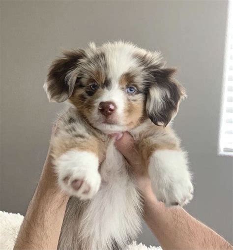 A Small Puppy Is Being Held Up By Someone