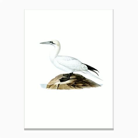 Vintage Northern Gannet Bird Illustration On Pure White Canvas Print By