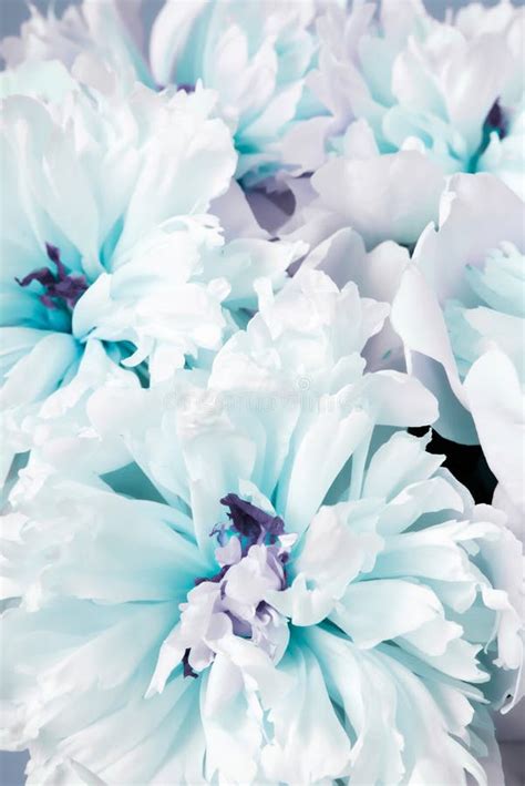 Blue Violet Floral Background Stock Image Image Of Background Blue