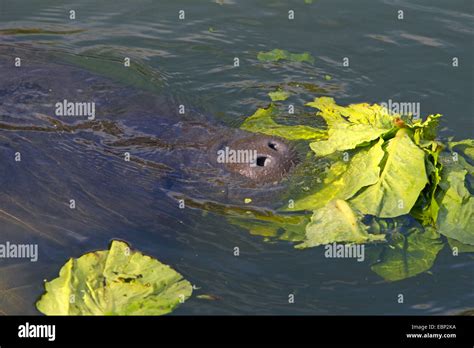 West Indian Manatee Florida Manatee Caribbean Manatee Antillean