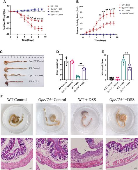 Frontiers Gpr Knockout Alleviates Dss Induced Colitis Via