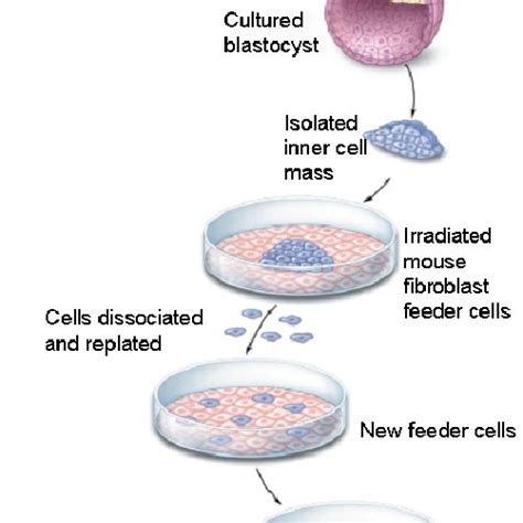 Differentiation To All Three Embryonic Germ Layers And Subsequently To