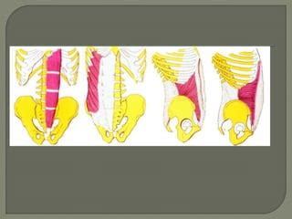 Pared Abdominal Anterolateral Pptx