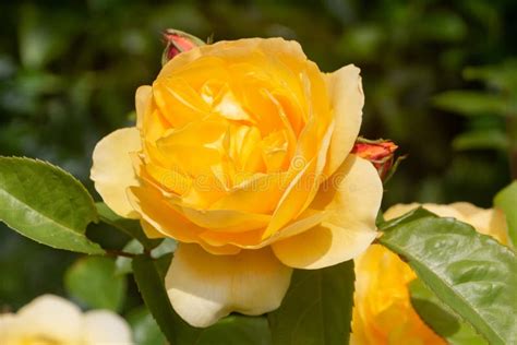 Yellow rose in a garden stock image. Image of spring - 235577967