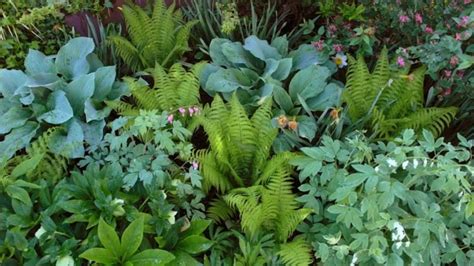 Garten Mit Schatten Pflanzen Welche Arten Eignen Sich