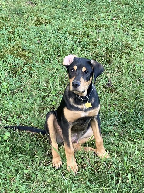 Here’s my good boy Tomoe! : r/Rottweiler