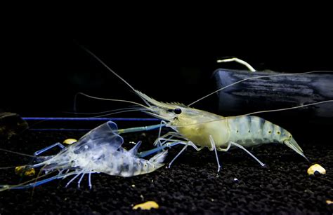 Ghost Shrimp Care Guide Complete Fact Sheet Breeding And Behavior