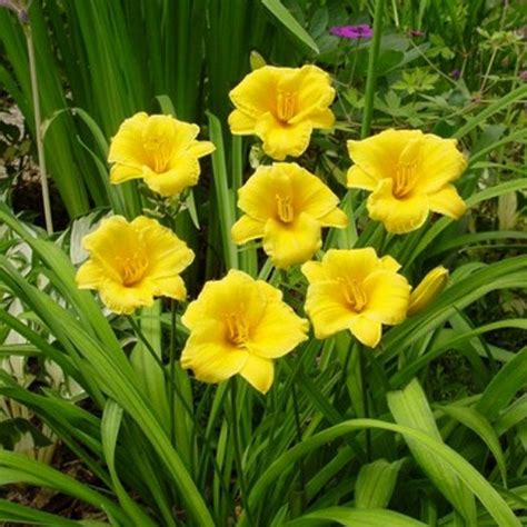 Hemerocallis Stella Doro Sásliliom Florapont