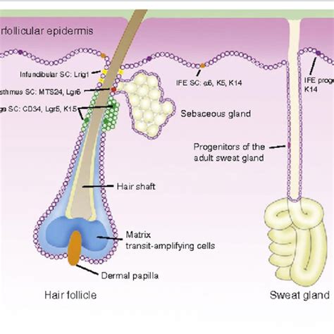 Hair Follicle Stem Cell Compartments Different Stem Cell Populations