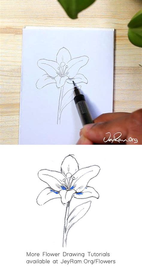 How To Draw A Lily Step By Step For Beginners Jeyram Art Flower